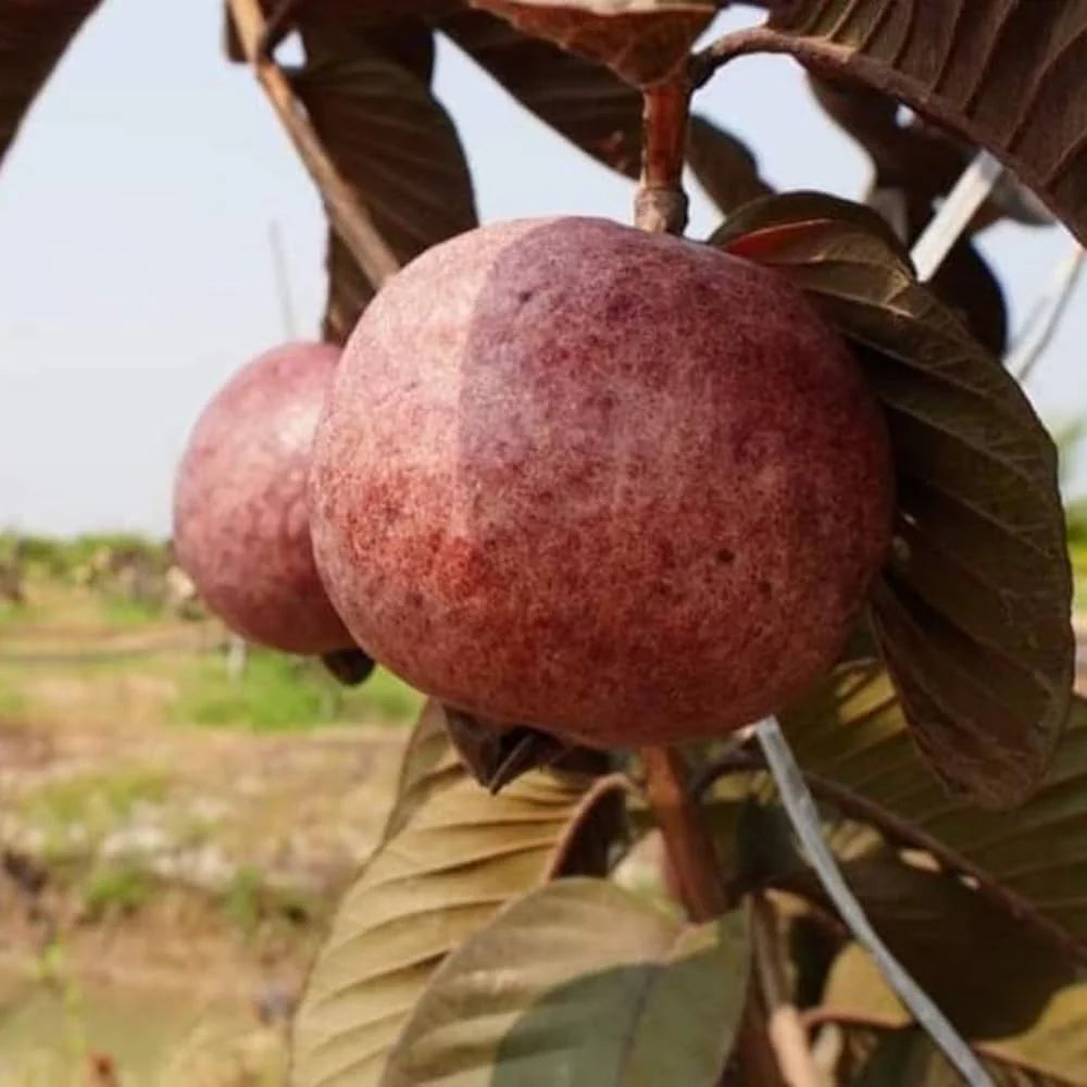 Colima Roja Guava Air Layered Healthy Fruit Plant