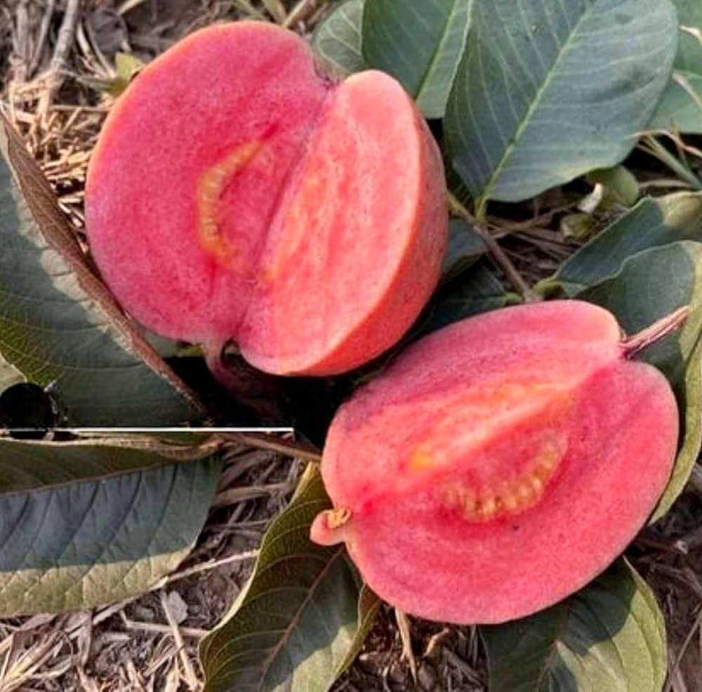 Colima Roja Guava Air Layered Healthy Fruit Plant