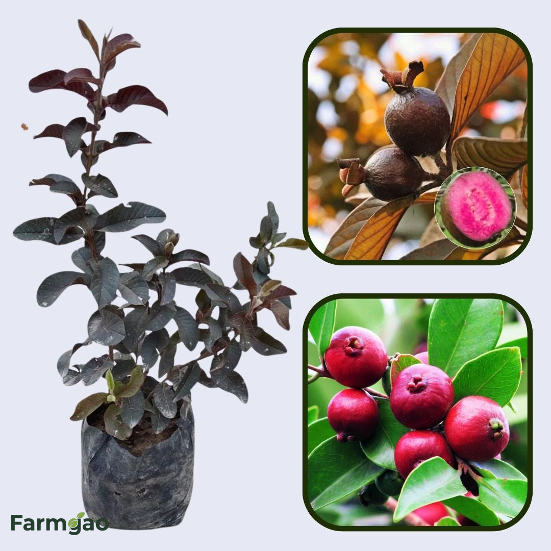 Colombian Red Guava Air Layered Healthy Fruit Plant
