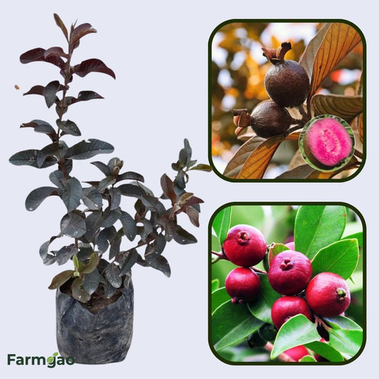 Colombian Red Guava Air Layered Healthy Fruit Plant