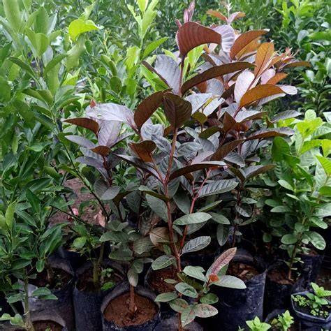 Colombian Red Guava Air Layered Healthy Fruit Plant