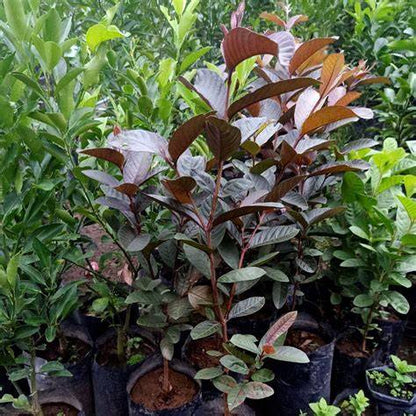 Colombian Red Guava Air Layered Healthy Fruit Plant