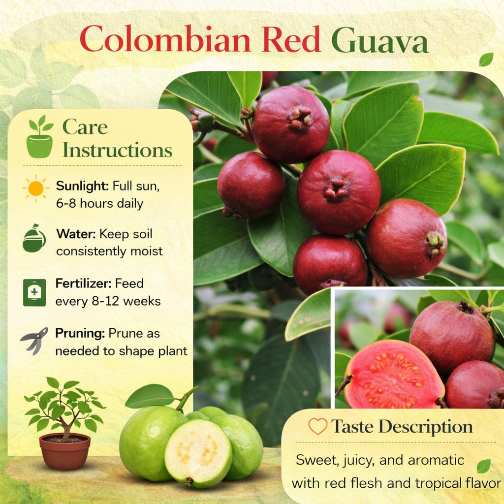Colombian Red Guava Air Layered Healthy Fruit Plant