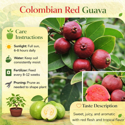 Colombian Red Guava Air Layered Healthy Fruit Plant