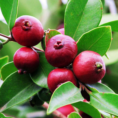 Colombian Red Guava Air Layered Healthy Fruit Plant