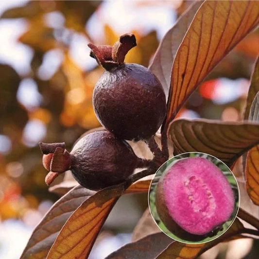Colombian Red Guava Air Layered Healthy Fruit Plant