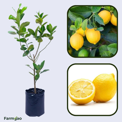 Cook Eureka Lemon Plant Live Nimbu Tree Kagzi Lemon Citrus Limon Fruit Plant