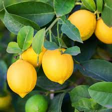 Cook Eureka Lemon Plant Live Nimbu Tree Kagzi Lemon Citrus Limon Fruit Plant