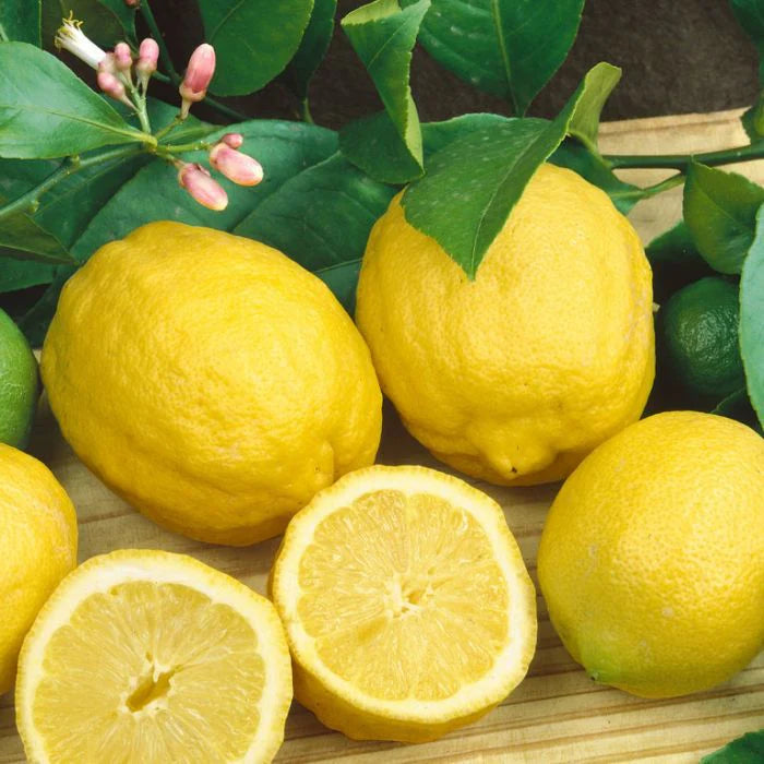 Cook Eureka Lemon Plant Live Nimbu Tree Kagzi Lemon Citrus Limon Fruit Plant