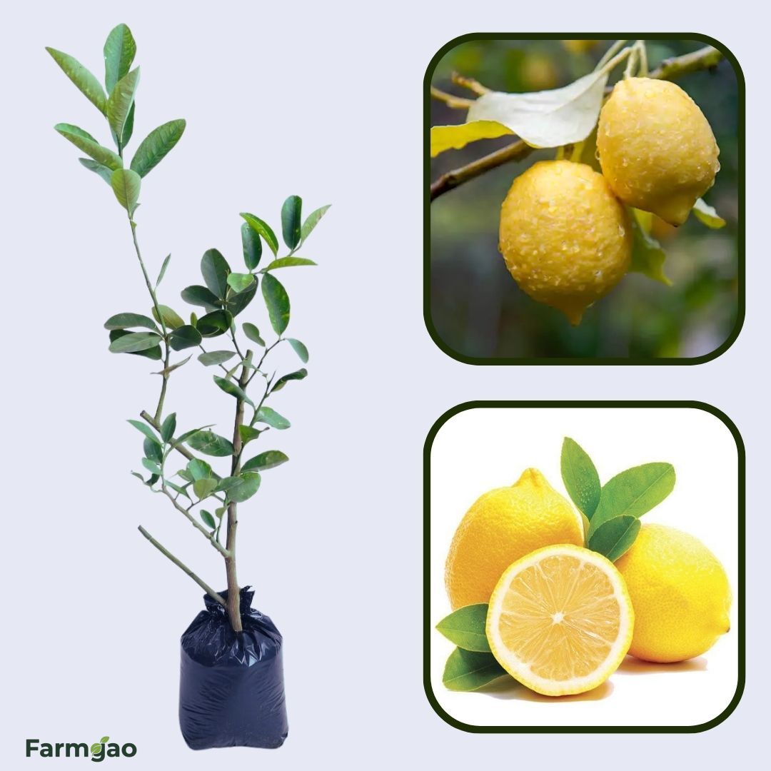 Coorg Lemon Plant Live Nimbu Tree Kagzi Lemon Citrus Limon Fruit Plant