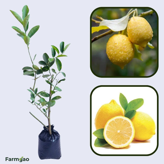 Coorg Lemon Plant Live Nimbu Tree Kagzi Lemon Citrus Limon Fruit Plant
