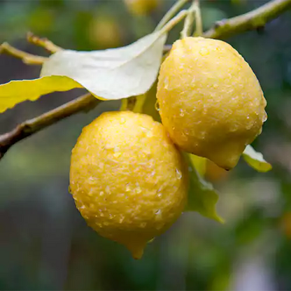 Coorg Lemon Plant Live Nimbu Tree Kagzi Lemon Citrus Limon Fruit Plant