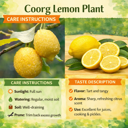 Coorg Lemon Plant Live Nimbu Tree Kagzi Lemon Citrus Limon Fruit Plant
