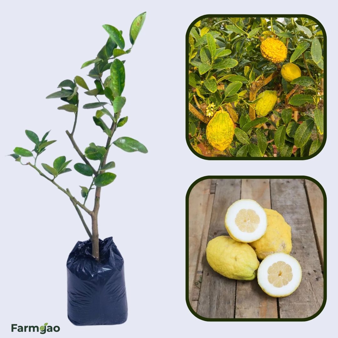Corsican Citron Plant Live Nimbu Tree Kagzi Lemon Citrus Limon Fruit Plant