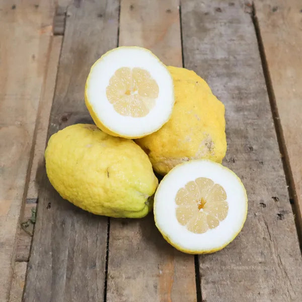 Corsican Citron Plant Live Nimbu Tree Kagzi Lemon Citrus Limon Fruit Plant