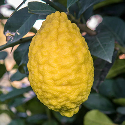 Corsican Citron Plant Live Nimbu Tree Kagzi Lemon Citrus Limon Fruit Plant