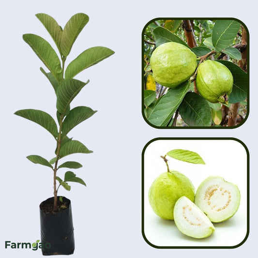 Cortibel 1 Guava Air Layered Healthy Fruit Plant