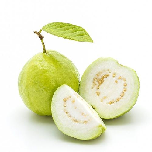 Cortibel 1 Guava Air Layered Healthy Fruit Plant