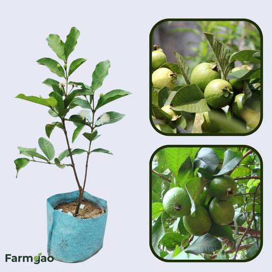 Cortibel 4 Guava Air Layered Healthy Fruit Plant