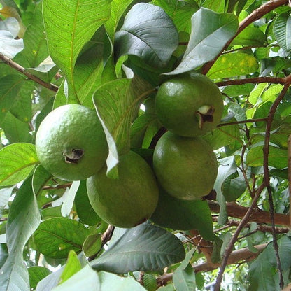 Cortibel 4 Guava Air Layered Healthy Fruit Plant