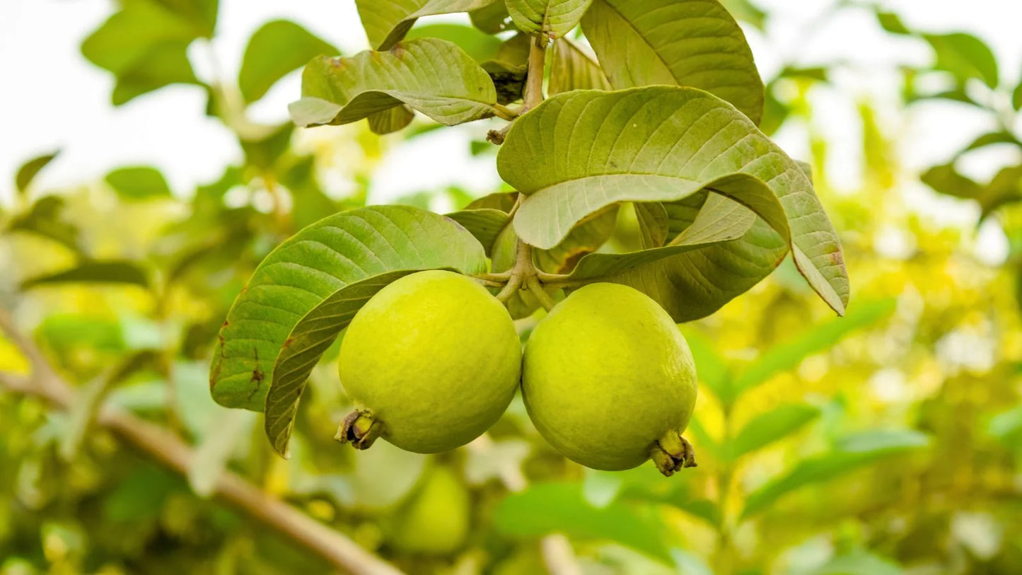 Cortibel 1 Guava Air Layered Healthy Fruit Plant