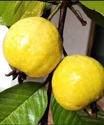 Costa Rica Blanca Guava Air Layered Healthy Fruit Plant