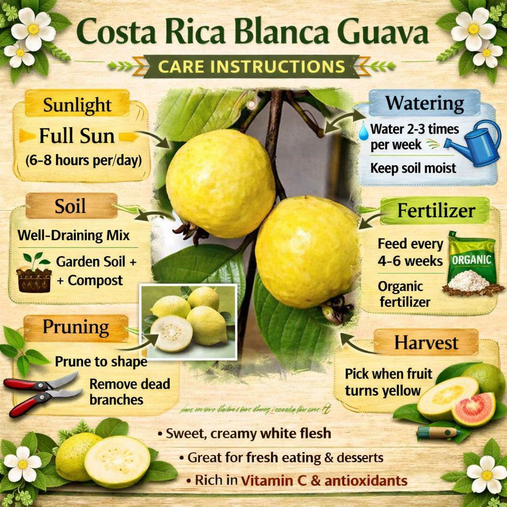 Costa Rica Blanca Guava Air Layered Healthy Fruit Plant