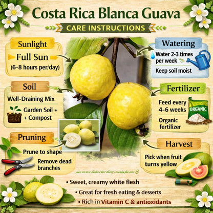 Costa Rica Blanca Guava Air Layered Healthy Fruit Plant