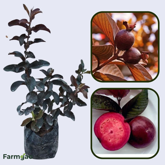 Criolla Roja Guava Air Layered Healthy Fruit Plant