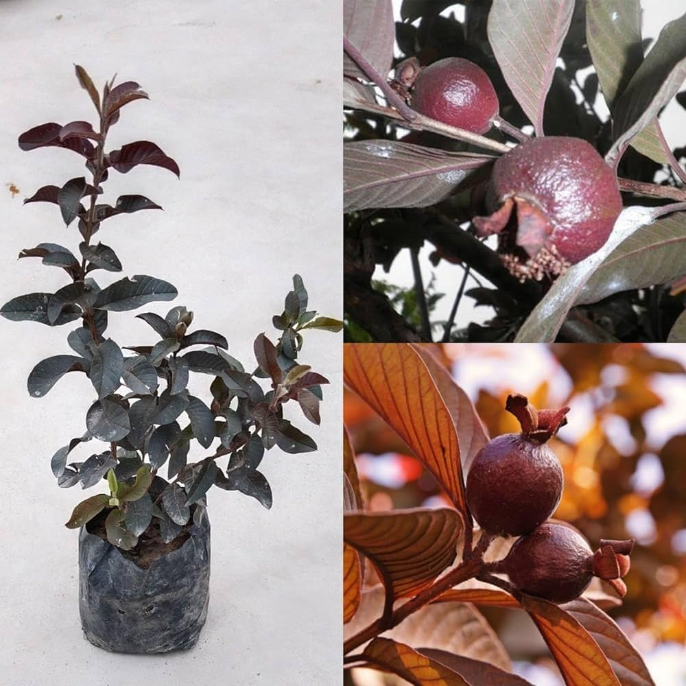 Criolla Roja Guava Air Layered Healthy Fruit Plant