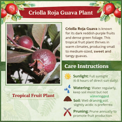 Criolla Roja Guava Air Layered Healthy Fruit Plant