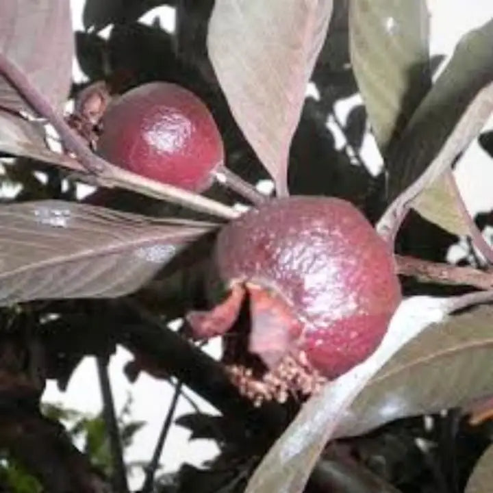 Criolla Roja Guava Air Layered Healthy Fruit Plant