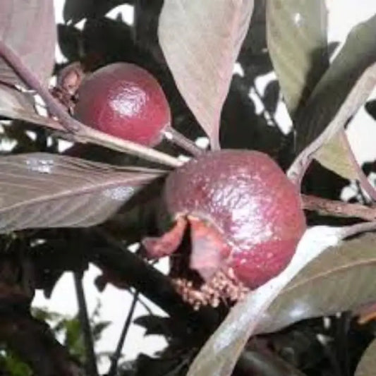Criolla Roja Guava Air Layered Healthy Fruit Plant