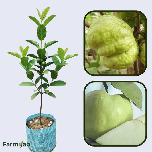 Cristal Guava Air Layered Healthy Fruit Plant