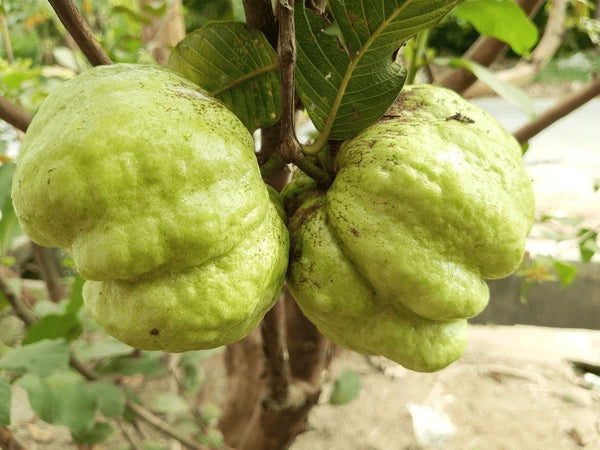 Cristal Guava Air Layered Healthy Fruit Plant