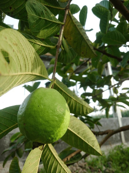 Cristal Guava Air Layered Healthy Fruit Plant