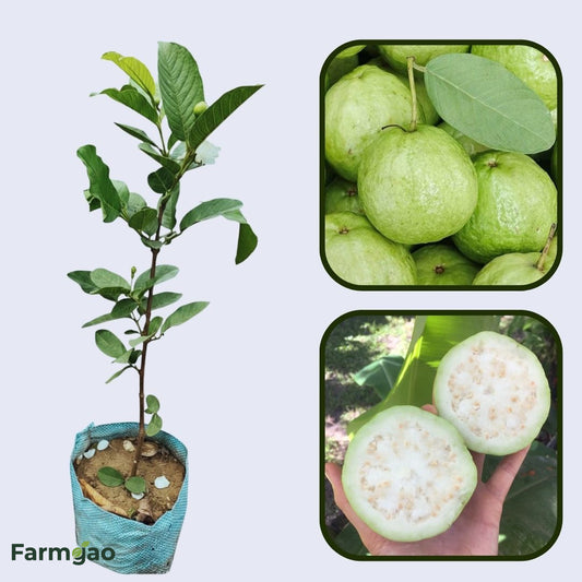 Crystal Guava Air Layered Healthy Fruit Plant