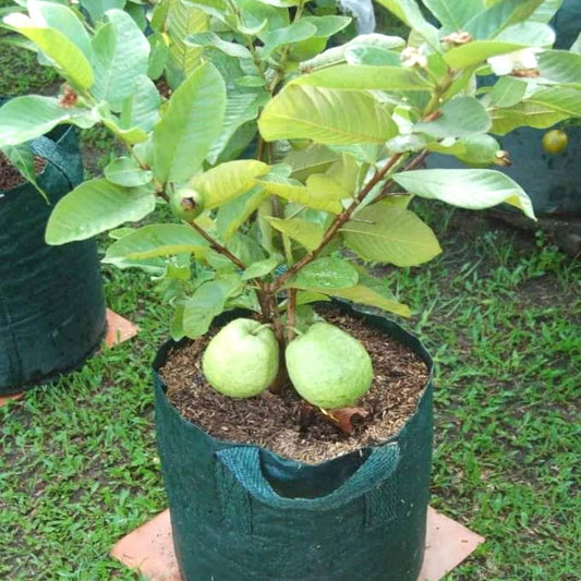 Crystal Guava Air Layered Healthy Fruit Plant