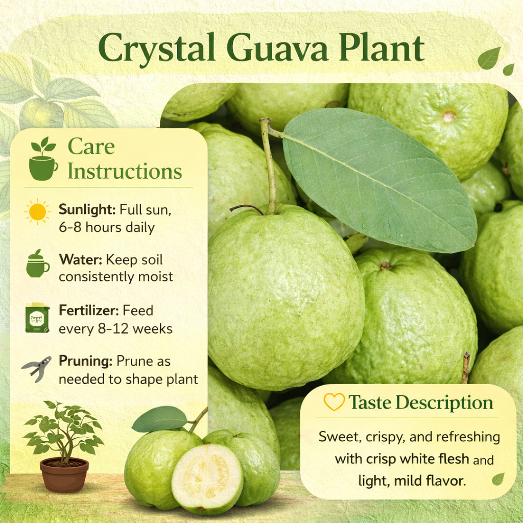Crystal Guava Air Layered Healthy Fruit Plant