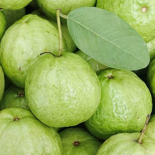 Crystal Guava Air Layered Healthy Fruit Plant