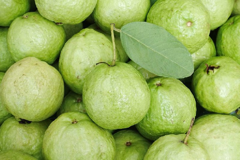 Crystal Guava Air Layered Healthy Fruit Plant