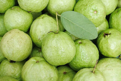 Crystal Guava Air Layered Healthy Fruit Plant