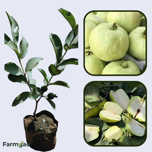 Crystal Seedless Guava Air Layered Healthy Fruit Plant