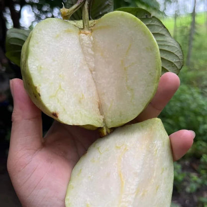 Crystal Seedless Guava Air Layered Healthy Fruit Plant