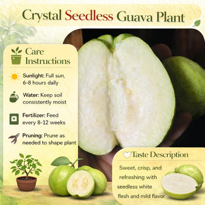 Crystal Seedless Guava Air Layered Healthy Fruit Plant