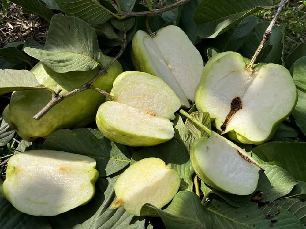 Crystal Seedless Guava Air Layered Healthy Fruit Plant