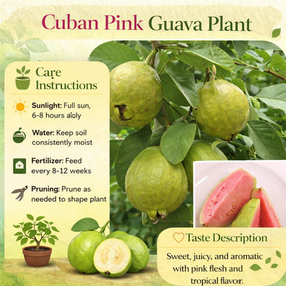 Cuban Pink Guava Air Layered Healthy Fruit Plant