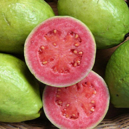 Cuban Pink Guava Air Layered Healthy Fruit Plant