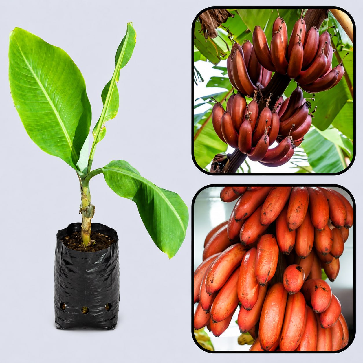 Cuban Red Banana Healthy Sweet Tissue Cultured Fruit Plant