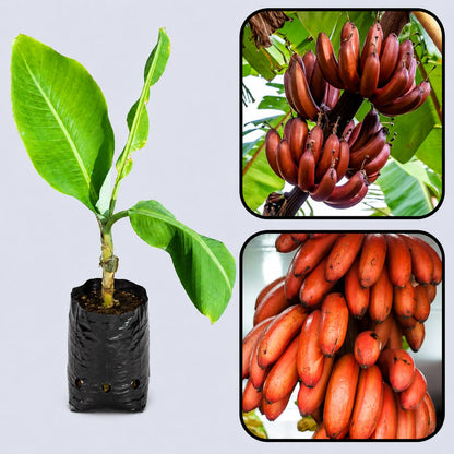 Cuban Red Banana Healthy Sweet Tissue Cultured Fruit Plant